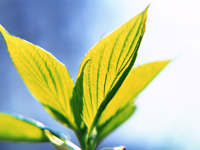 観葉植物の葉