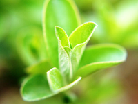 観葉植物の葉